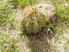 Astrophytum ornatum