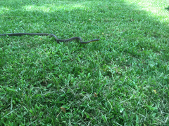 Phrynonax poecilonotus