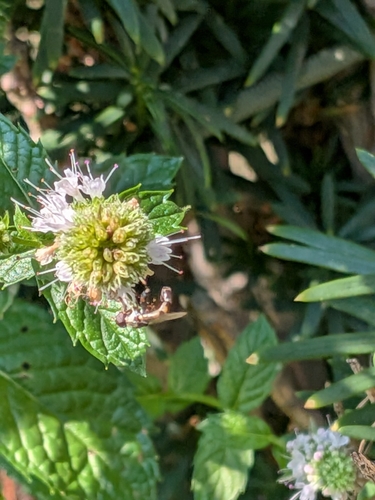 Unknown species found near Whitefish, MT 59937, USA