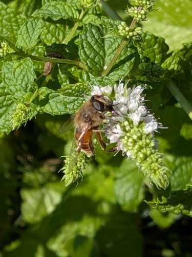 Unknown species found near Whitefish, MT 59937, USA