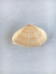 Tellinoidea