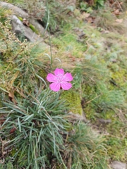 Dianthus carthusianorum