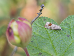 Notocelia uddmanniana