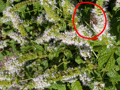 Unknown species found near Whitefish, MT 59937, USA
