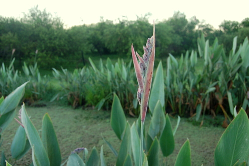 Thalia multiflora