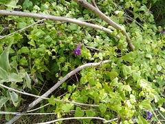 Maurandya barclayana