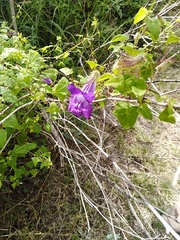 Maurandya barclayana
