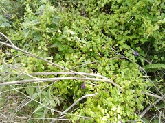 Maurandya barclayana