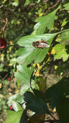 Eristalis tenax