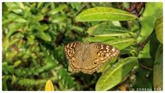 Junonia lemonias
