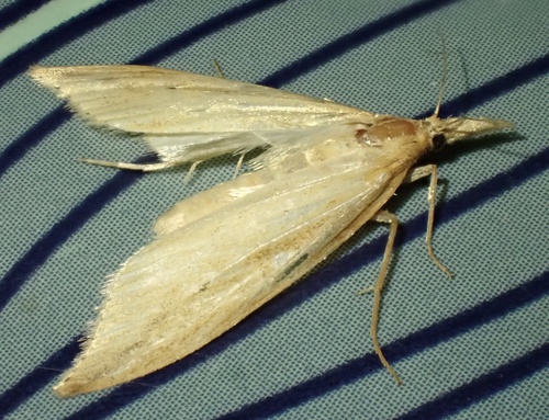 Pale Water-veneer, Graafland, Groot-Ammers, South Holland, NL, photo 10 of 10