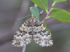 Electrophaes corylata