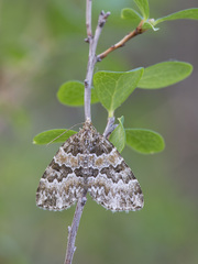 Electrophaes corylata