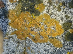 Lecanora pseudomellea