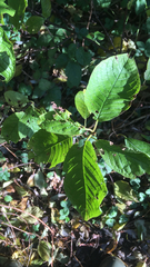 Magnoliopsida