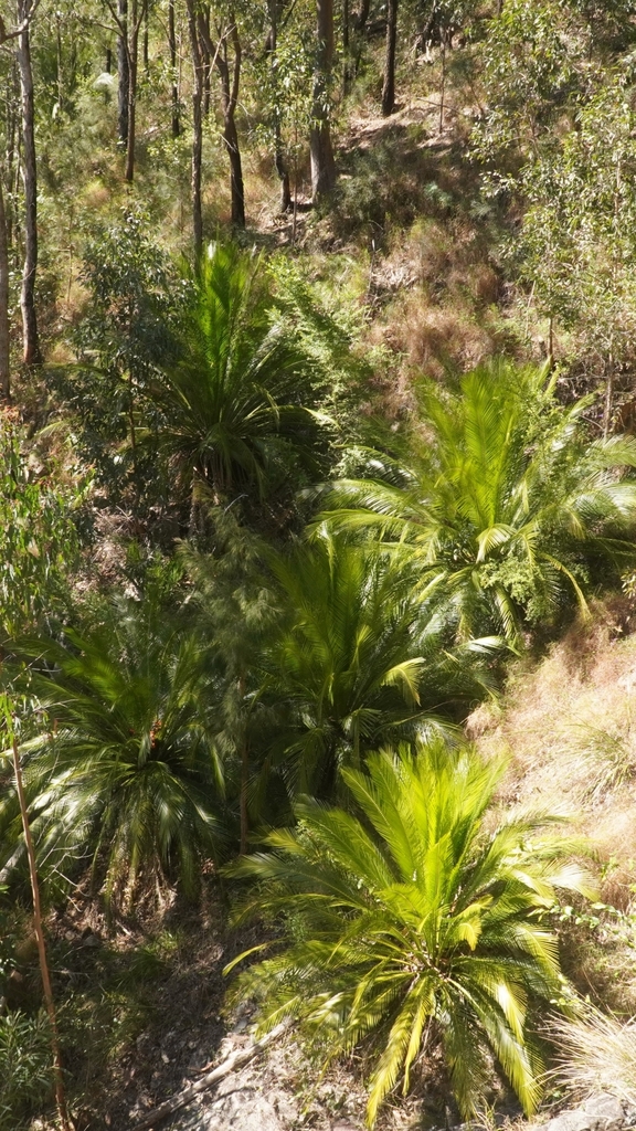 Macrozamia johnsonii