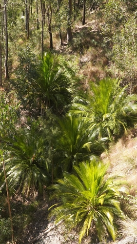 Macrozamia johnsonii