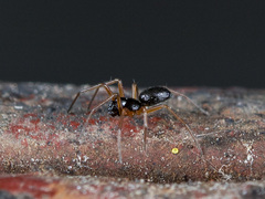 Entelecara erythropus