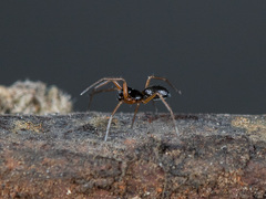 Entelecara erythropus