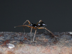 Entelecara erythropus