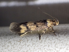 Sphyrelata
