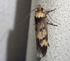 Sphyrelata