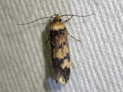 Sphyrelata