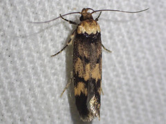 Sphyrelata