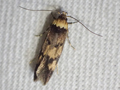 Sphyrelata