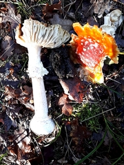 Amanita muscaria