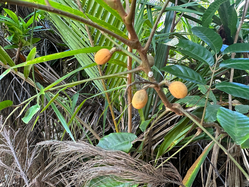 Mapunyao (Aglaia mariannensis)