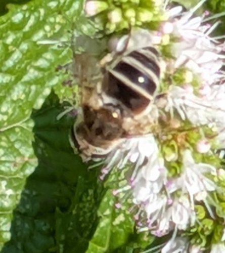 Unknown species found near Whitefish, MT 59937, USA