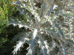 Berkheya francisci
