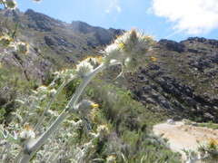 Berkheya francisci