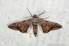 Hypochrosis binexata