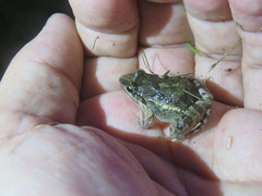Leptodactylus latinasus