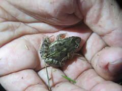 Leptodactylus latinasus