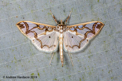 Polythlipta