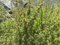 Cliffortia tuberculata