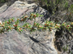 Cliffortia tuberculata