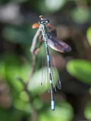 Coenagrion johanssoni