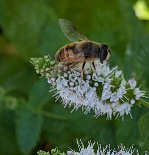 Unknown species found near Whitefish, MT 59937, USA