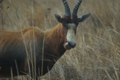 Damaliscus pygargus phillipsi