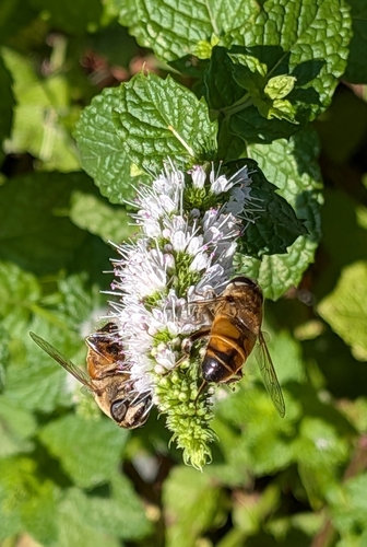 Unknown species found near Whitefish, MT 59937, USA
