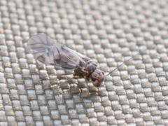 Psococerastis gibbosa