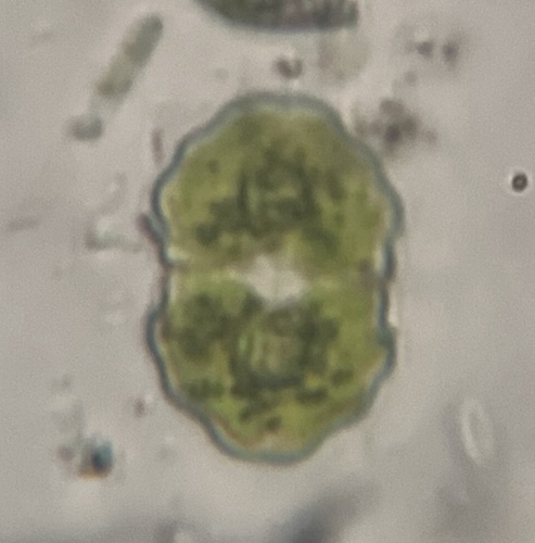 Cosmarium subimpressulum