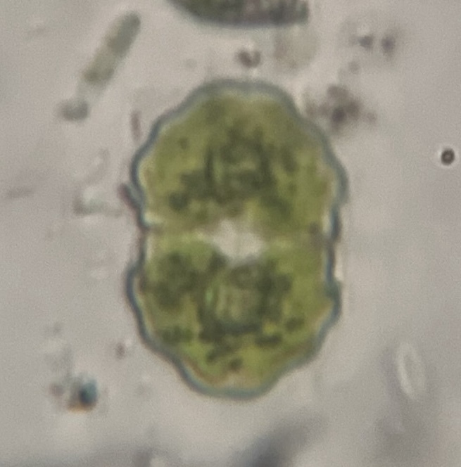 Cosmarium subimpressulum