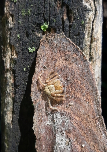 Braune Jägerspinne