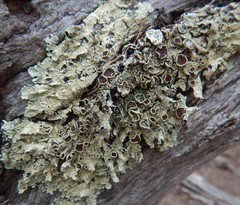 Flavoparmelia rutidota