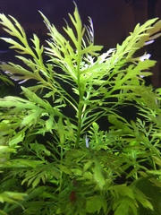 Hygrophila difformis